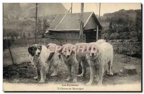 Ansichtskarte AK Chien Chiens de montagne Pyrenees