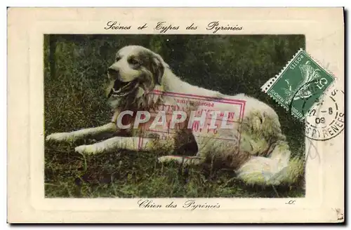 Cartes postales Chien des Pyrenees