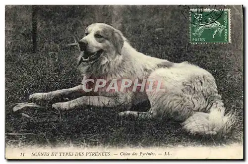 Cartes postales Chien des Pyrenees