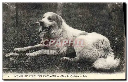 Cartes postales Chien des Pyrenees