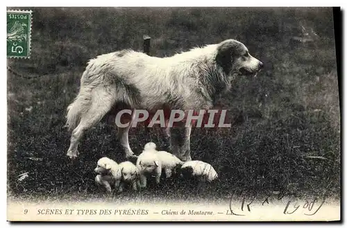 Cartes postales Chien Chiens de montagne