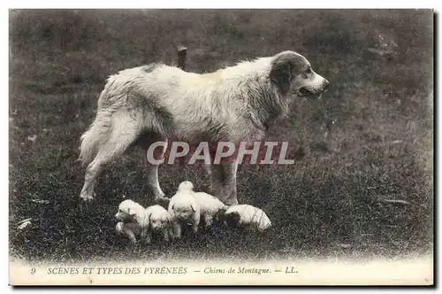 Cartes postales Chien Chiens de montagne