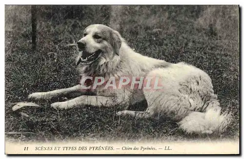 Cartes postales Chien Chiens des Pyrenees