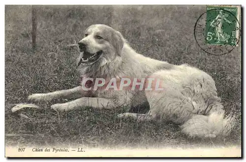 Cartes postales Chien Chiens des Pyrenees