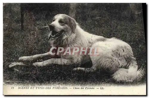 Cartes postales Chien Chiens des Pyrenees