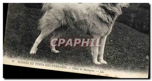 Cartes postales Chien de montagne Pyrenees