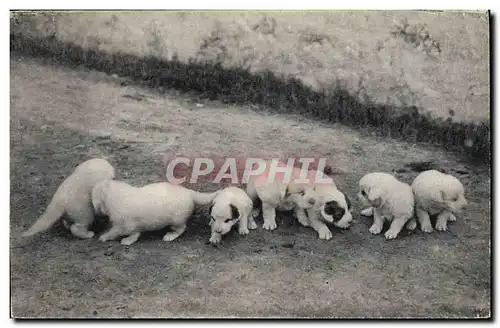 Cartes postales Chien Chiens des Pyrenees Une portee de 8 jours