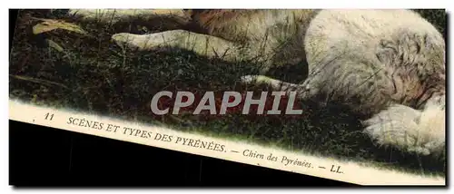 Cartes postales Chien Chiens des Pyrenees