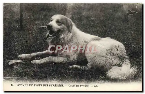 Cartes postales Chien Chiens des Pyrenees