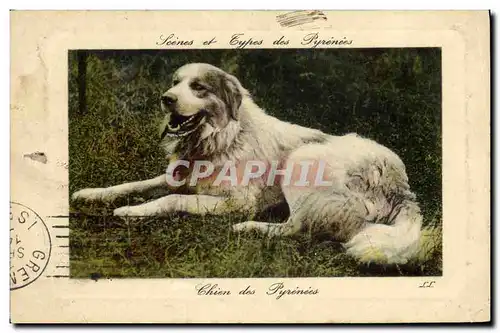 Cartes postales Chien Chiens des Pyrenees