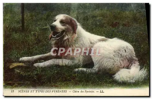 Cartes postales Chien Chiens des Pyrenees