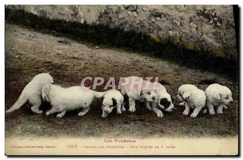 Ansichtskarte AK Chien Chiens des Pyrenees Une portee de 8 jours