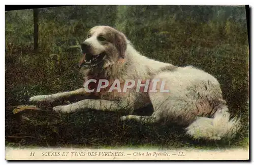 Cartes postales Chien Chiens des Pyrenees