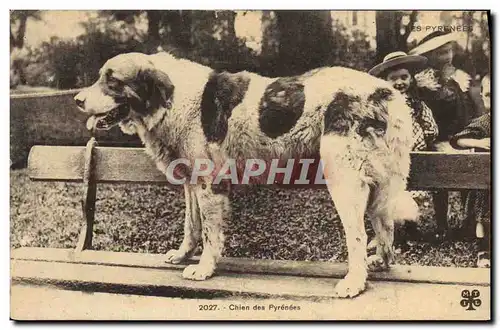 Cartes postales Chien Chiens des Pyrenees