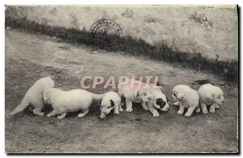 Ansichtskarte AK Chien Chiens des Pyrenees Une portee de 8 jours