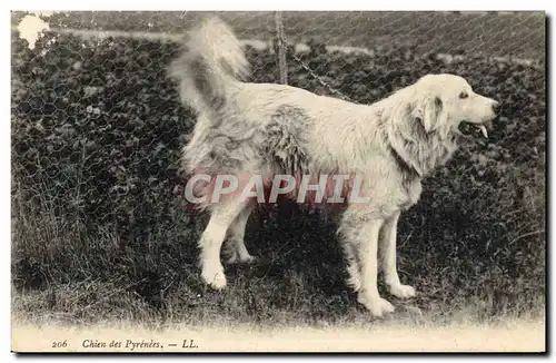 Ansichtskarte AK Chien Chiens des Pyrenees