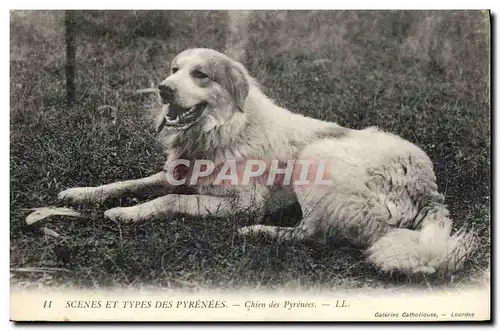 Ansichtskarte AK Chien Chiens des Pyrenees