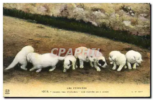 Cartes postales Chien Chiens des Pyrenees Une portee de 8 jours