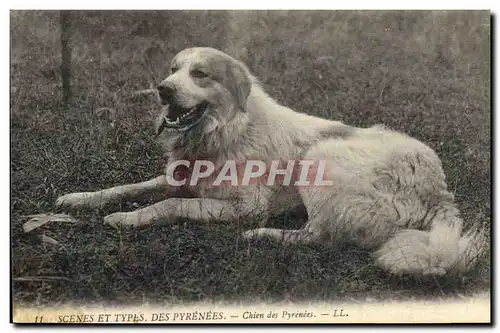 Ansichtskarte AK Chien Chien des Pyrenees