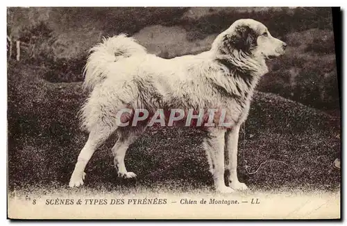 Cartes postales Chien de montagne