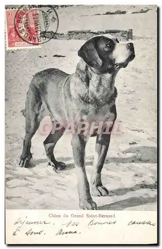 Cartes postales Chien du Grand Saint Bernard