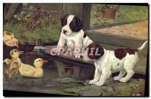 Cartes postales Chien Chiens Canard