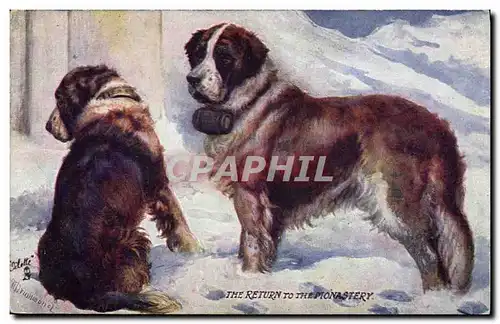 Ansichtskarte AK Chien Chiens St Bernard