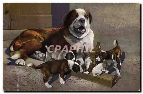 Cartes postales Chien du St Bernard et sa nichee Chiens