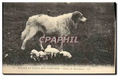 Ansichtskarte AK Chien Chiens de montagne Pyrenees