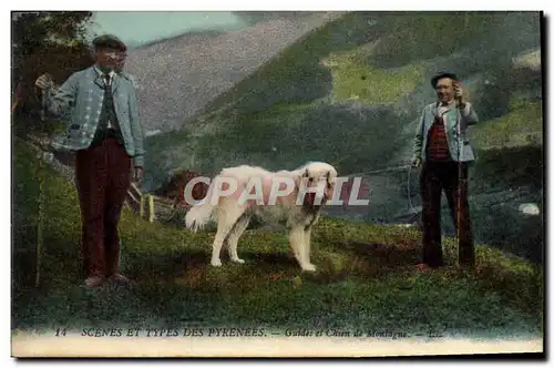 Cartes postales Chien Gardes et Chiens de montagne Pyrenees