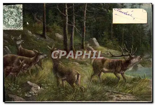 Cartes postales Chasse Biche Cerf