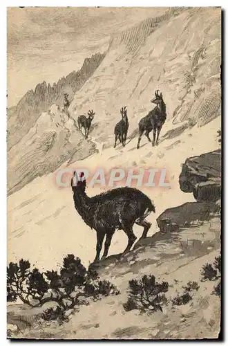 Cartes postales Chasse Chamois