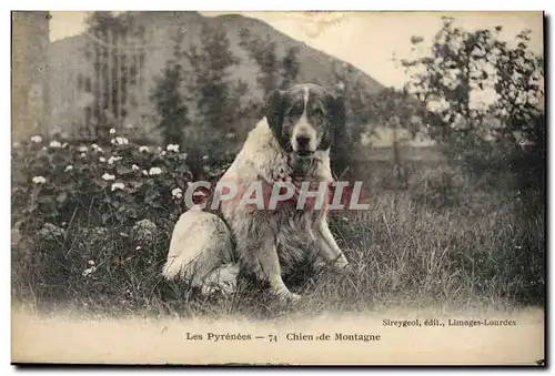 Ansichtskarte AK Chiens Chien de montagne Pyrenees