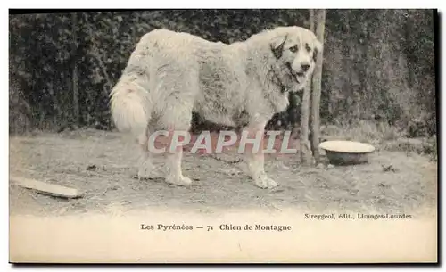 Cartes postales Chiens Chien de montagne Pyrenees