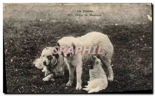 Cartes postales Chiens de montagne Pyrenees Chien