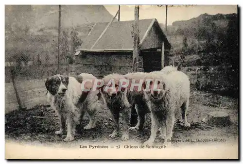 Ansichtskarte AK Chiens de montagne Pyrenees Chien