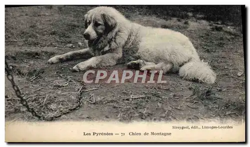 Cartes postales Chiens Chien de montagne Pyrenees