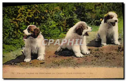 Ansichtskarte AK Petits Chiens de montagne du chenil Club d&#39Argeles Chien