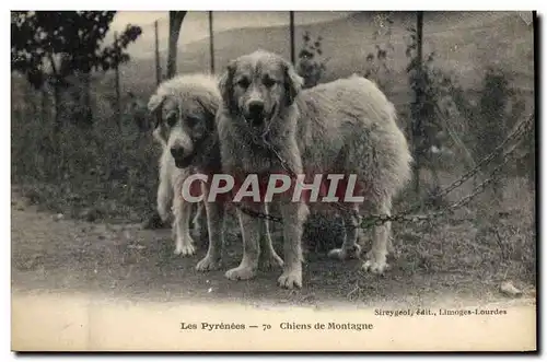 Ansichtskarte AK Chiens de montagne Pyrenees Chien