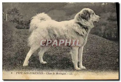 Cartes postales Chiens Chien de montagne Pyrenees