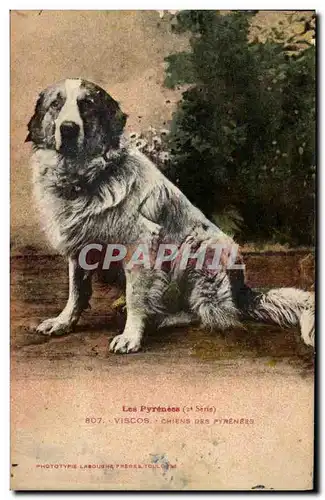 Cartes postales Chiens des Pyrenees Chien Pyrenees Viscos