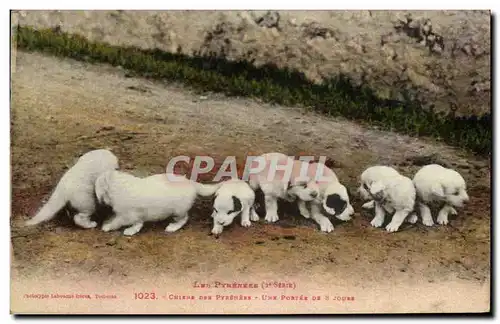 Cartes postales Chiens des Pyrenees Une portee de 8 jours Chien