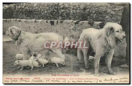 Cartes postales Chiens des Pyrenees Une interessante famille Chien