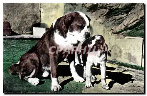 Moderne Karte Chiens du Gd Saint Bernard Chien