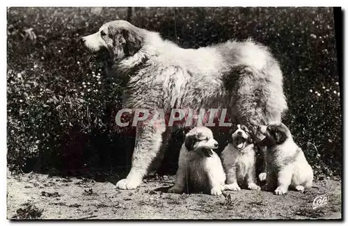 Moderne Karte Chiens Chien Pyrenees