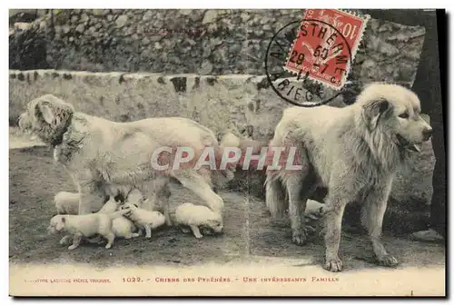 Ansichtskarte AK Chiens des Pyrenees Une interesante famille Chien