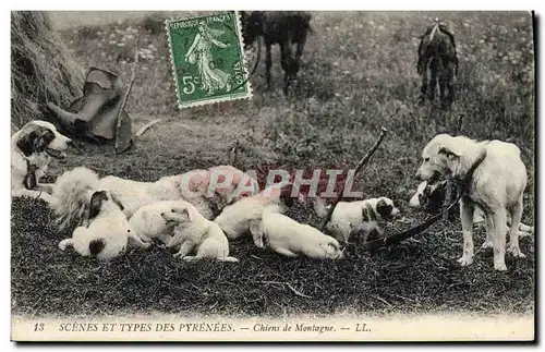 Cartes postales Chiens de montagne Chien Pyrenees