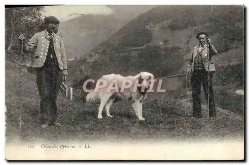 Cartes postales Chiens des Pyrenees Chien