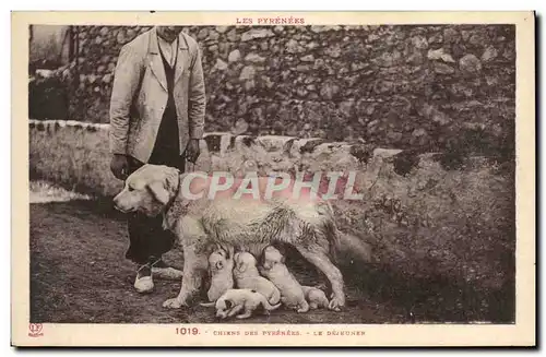 Ansichtskarte AK Chiens des Pyrenees Le dejeuner Chien