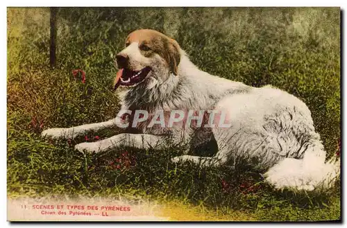 Cartes postales Chiens Chien des Pyrenees